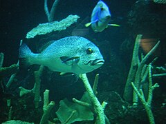 Fish at Seattle Aquarium.JPG