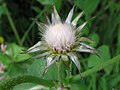 * Nomination Sow thistle seed head --Tony Wills 11:20, 5 December 2007 (UTC) * Promotion Beautyful! -- MJJR 21:58, 6 December 2007 (UTC)