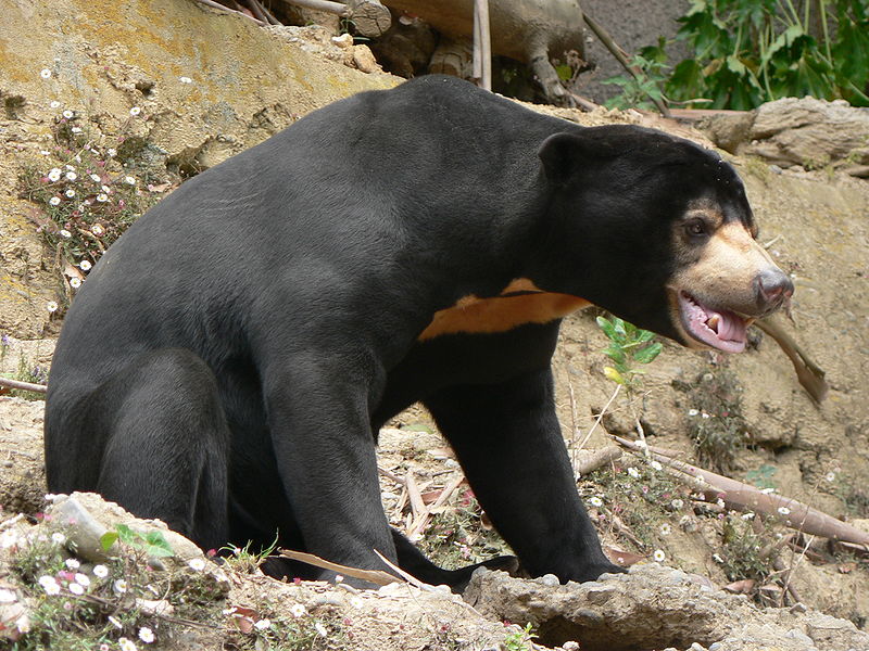 File:Sun Bear, Pengo.jpg