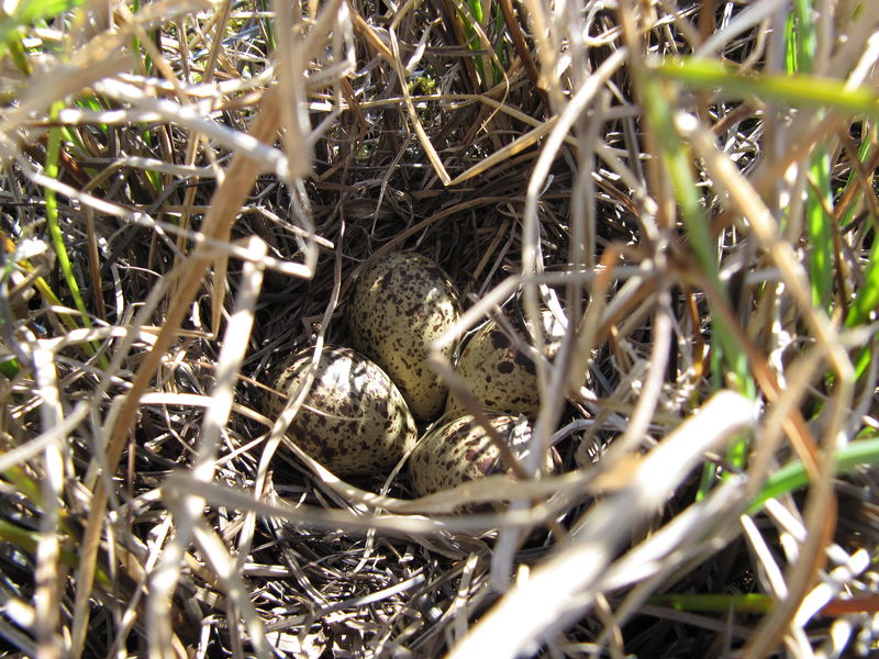 File:Tringa totanus nest.jpg