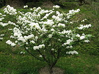 Viburnum plicatum