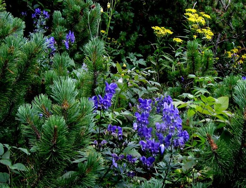 File:Aconitum degenii PID1165-1.jpg