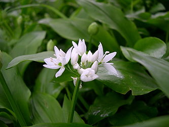 Allium ursinum