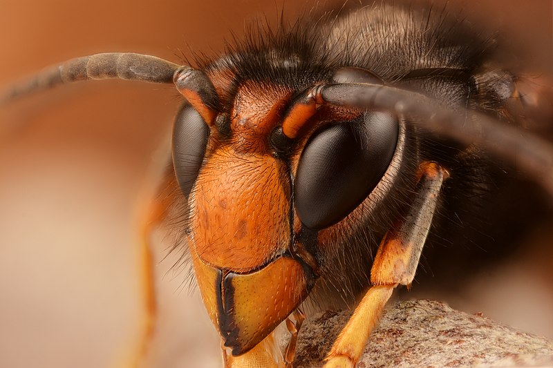 File:Asian hornet (33283876513) (2).jpg