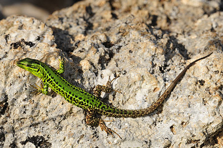 Sicilian wall lizard (Podarcis waglerianus)