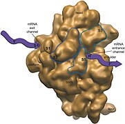 August 1: Chloroplast ribosome.