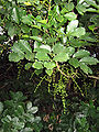 Leaves and young flower buds