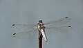 * Nomination Dragon fly on a steel pole. --Andrei Stroe 13:25, 26 August 2009 (UTC) * Promotion Slight overexposure, but excellent view of the Wings. -- Smial 19:30, 26 August 2009 (UTC)