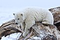 Arctic NWR, Beaufort Sea, Alaska