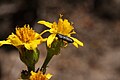 Senecio integerrimus