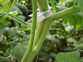 Tomate mit Spalttrieb / tomatoe double stem