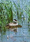 Western grebe on nest.jpg