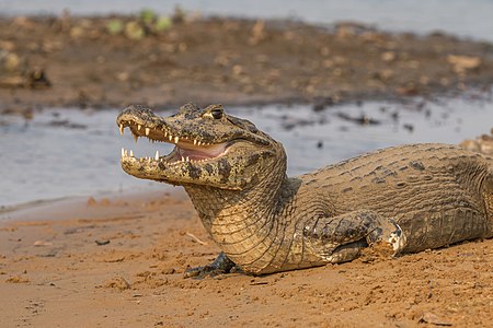 Yacare caiman (Caiman yacare), the Pantanal, Brazil