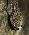 * Nomination: Brown anole eating a spider -- Ianaré 18:49, 23 February 2008 (UTC) * * Review needed