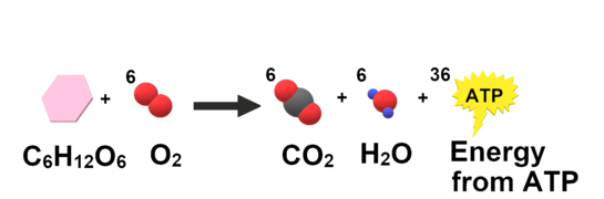 Cellular Respiration Simple.png