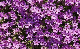 Phlox subulata