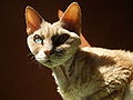 * Nomination Image of a Devon Rex cat. - Freestyle nl 14:07, 26 December 2007 (UTC) * Decline The shadow across the eye is just too dominant and it detracts significantly from the image. Gnangarra 14:46, 26 December 2007 (UTC)