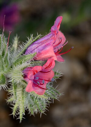 Echium rauwolfii