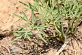 Lomatium brandegeei