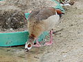 Deutsch: Wilde Nilgans (Alopochen aegyptiacus) im Tierpark Bochum. English: Feral Egyptian goose (Alopochen aegyptiacus) in the Tierpark Bochum, Germany.   This file was uploaded with Commonist.