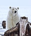 Arctic NWR, Beaufort Sea, Alaska