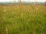 TallWildGrass.jpg