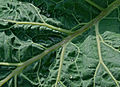 * Nomination Detail of a cabbage leaf (Brassica oleracea) after rain. Garden, France. --JLPC 23:21, 17 December 2012 (UTC) * Decline Nice composition, but low quality image. Unsharpness, noise. --Mattbuck 19:05, 25 December 2012 (UTC)