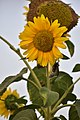 * Nomination Sunflower --Fabian Roudra Baroi 20:44, 16 January 2023 (UTC) * Promotion  Oppose I like your sunflower, and it could be a QI, but the image doesn't have the minimum requirement of 2 megapixels. I'm really sorry. --Terragio67 21:31, 16 January 2023 (UTC) @Terragio67: Thanks for the review. I accidentally uploaded the short file, uploaded the main file now --Fabian Roudra Baroi 02:21, 17 January 2023 (UTC)  Support It's a soft and nice crop/composition. I believe it is: Good quality. --Terragio67 04:34, 17 January 2023 (UTC)