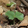 "Fagus_crenata_(cotyledon_s2).jpg" by User:Alpsdake