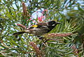 * Nomination New Holland Honeyeater --99of9 04:42, 23 January 2012 (UTC) * Promotion Close to the size limit, but good quality. --NorbertNagel 21:38, 23 January 2012 (UTC)