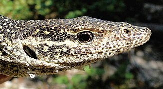 October 29: A Varanus timorensis from Loré, Lautém District, East Timor.