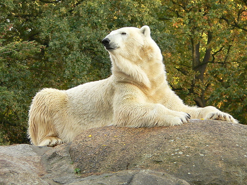 File:Zoo Berlin Eisbär.jpg