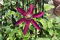 Clematis 'Niobe'