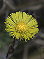 * Nomination Coltsfoot (Tussilago farfara) Richard Bartz 16:19, 24 March 2008 (UTC) * Promotion Very delicate, btw how did you manage to get this ray just in the center ? --B.navez 18:25, 24 March 2008 (UTC) I dont know .. i thought about this before, too :-) --Richard Bartz 18:46, 25 March 2008 (UTC)