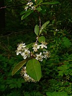 Prunus emarginata