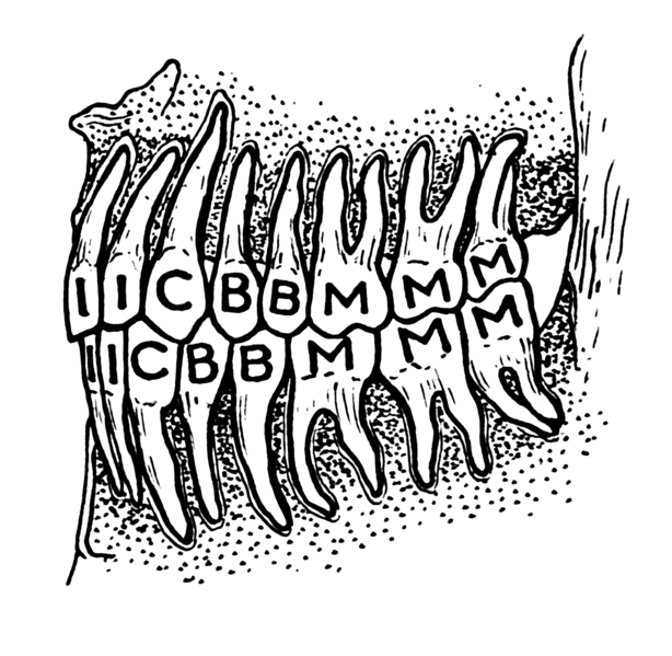 File:Teeth (PSF).png