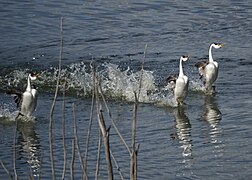 Western Grebes rushing (24297754610).jpg