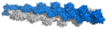 Actin filament atomic model