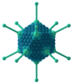 Adenovirus structure