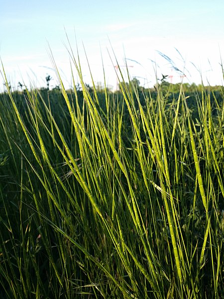 File:Aegilops cylindrica sl54.jpg