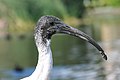 * Nomination Australian White Ibis juvenile head and neck at Victoria Park, Sydney. --99of9 05:39, 20 January 2012 (UTC) * Promotion QI for me --PierreSelim 07:13, 20 January 2012 (UTC)