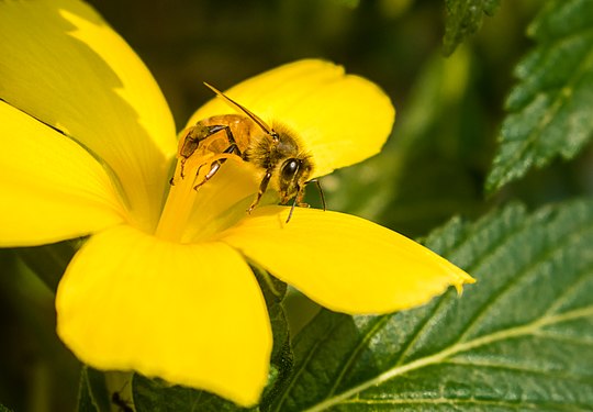 Bee On Flower