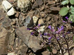 Celastrina ladon