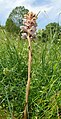 Orobanche caryophyllacea Nördlinger Ries, Germany