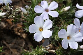 Phlox diffusa