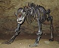 * Nomination Cave bear (Ursus spelaeus) -- Ra'ike 10:43, 27 January 2012 (UTC) * Decline bad focus --Taxiarchos228 11:50, 27 January 2012 (UTC)