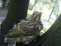 Fledgeling; Essen, Germany