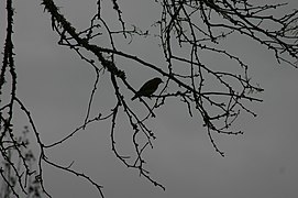 Eastern Bluebird