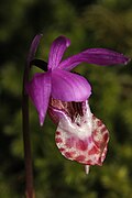 Calypso bulbosa var. occidentalis