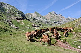 Horses grazing